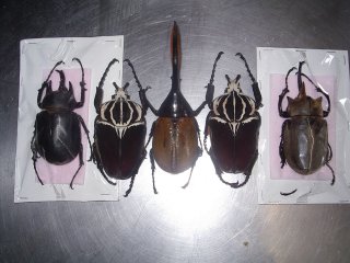 spécimens pour scorpion éclaté à la Beauchêne