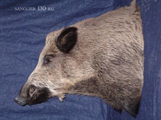 sanglier, vente