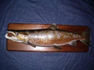 pêche et taxidermie