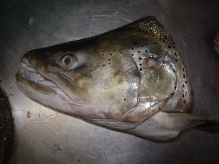 taxidermie poissons