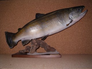 taxidermie