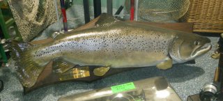 salmo trutta lacustris
