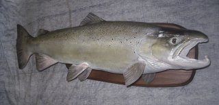 salmo trutta, 1,10 m pour 14 kg