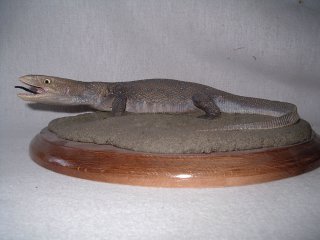 varan, vente
