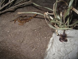 fluorescence chez les scorpions