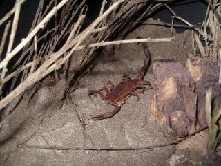 fluorescence chez les scorpions