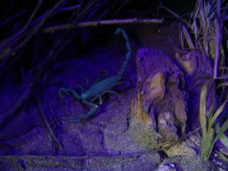 fluorescence chez les scorpions