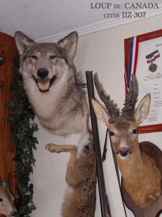 naturalisation du loup du canada