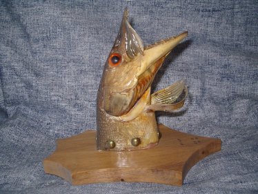 taxidermie des poissons